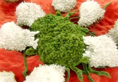 杀死癌细胞就这么简单?别信!“专家”石原疑似日本“张悟本”