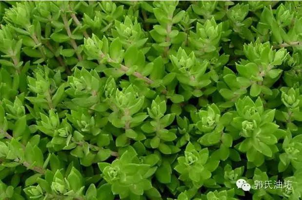 致富经种植药材视频贵州,致富经种地视频