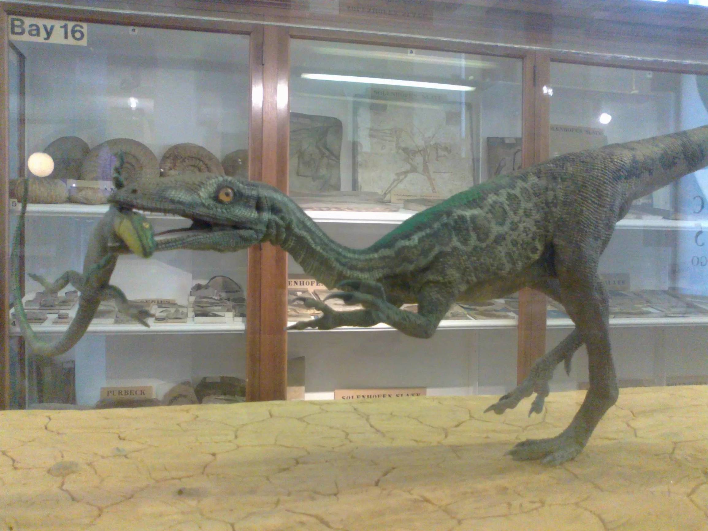 塞奇威克地球科学博物馆,塞奇威克