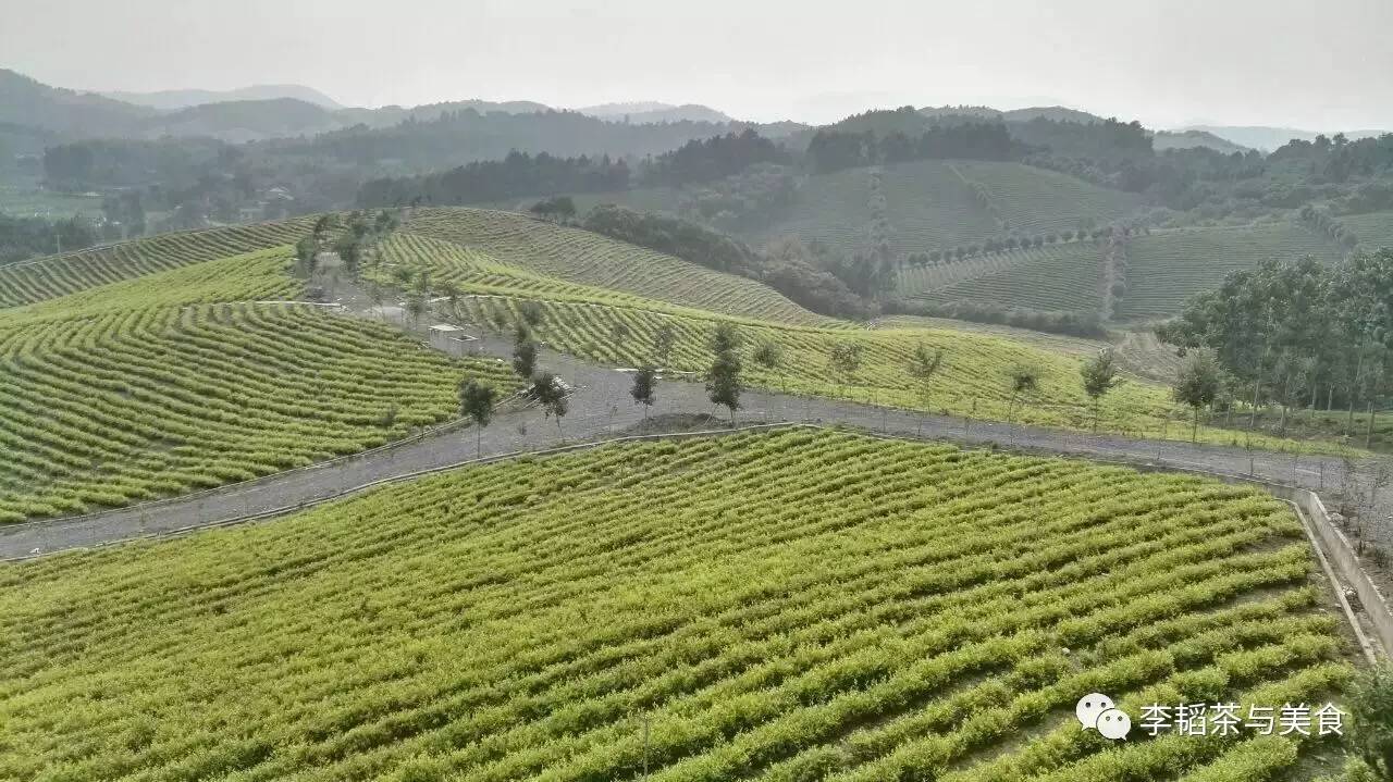 溧阳白茶:天目湖的一泓净水