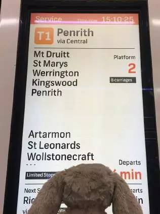 上万悉尼网友各显神通，只为找到这只玩偶兔的主人……