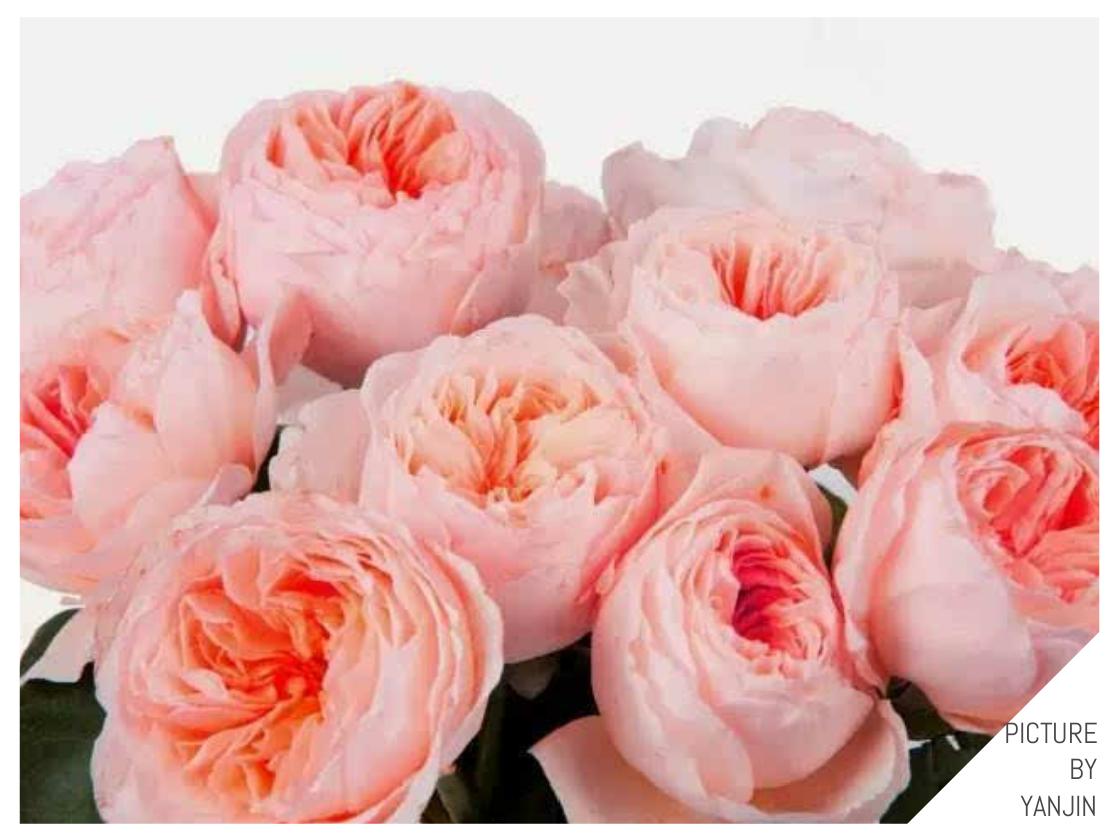 世界上最贵的花是什么,史上最贵的十种花和价格