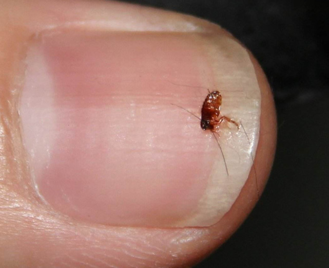 跳蚤效应小故事讲述,跳蚤的故事启示