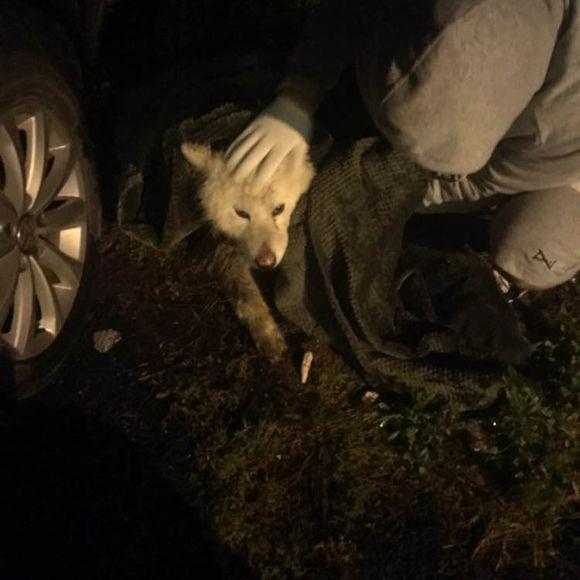 萨摩耶发出臭味,好心人二话不说直接给抱去了医院