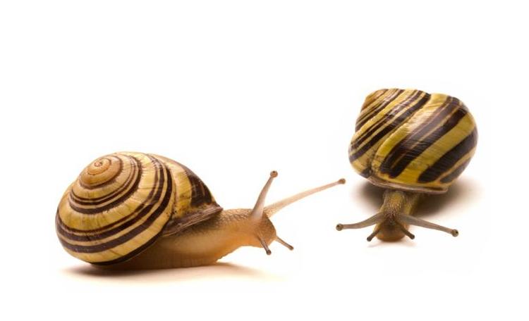 我们常见的蜗牛可不可以吃,蜗牛难道也可以吃吗
