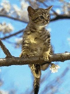 全球懵逼猫咪大全