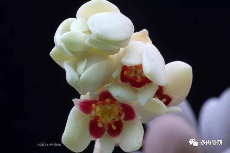 韩系美人多肉,稀有的美人系多肉