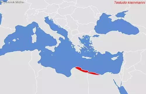 它被人冠以“小安格”的名号,却比真的安哥更金贵