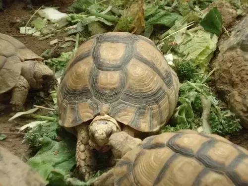 它被人冠以“小安格”的名号,却比真的安哥更金贵