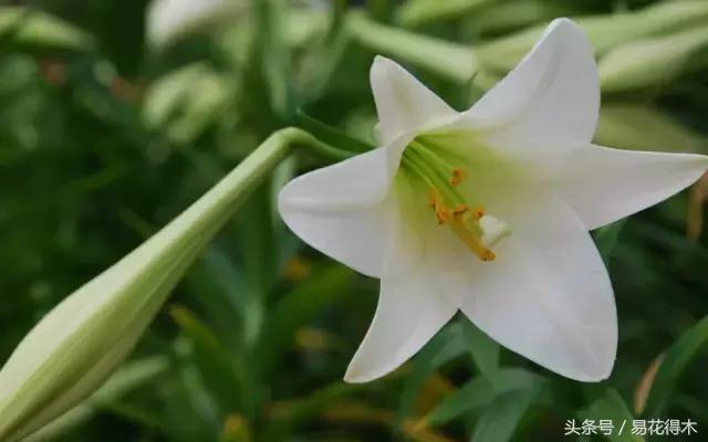 地栽百合花种球会自己繁殖吗,百合花的栽培视频