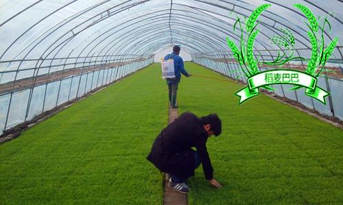 水稻育秧叶片黄化原因,水稻苗床上秧苗发黄是什么原因