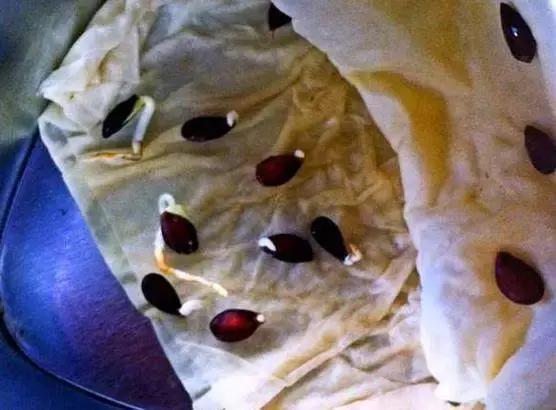 盆栽菠萝能长叶结果，苹果籽也能种出漂亮的小盆栽