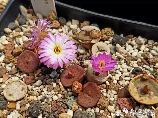 肉锥蜕皮要注意什么,蜕皮期的肉锥怎么服盆