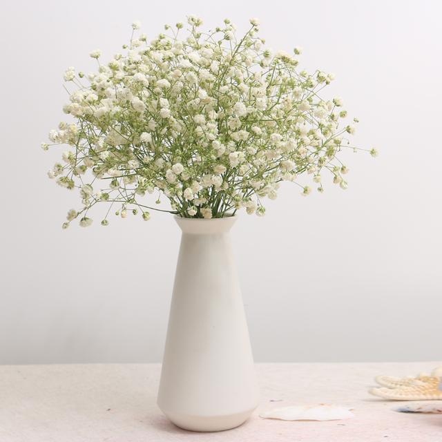 常见的8种进口花，你养过几种？第4种小睡莲最难养