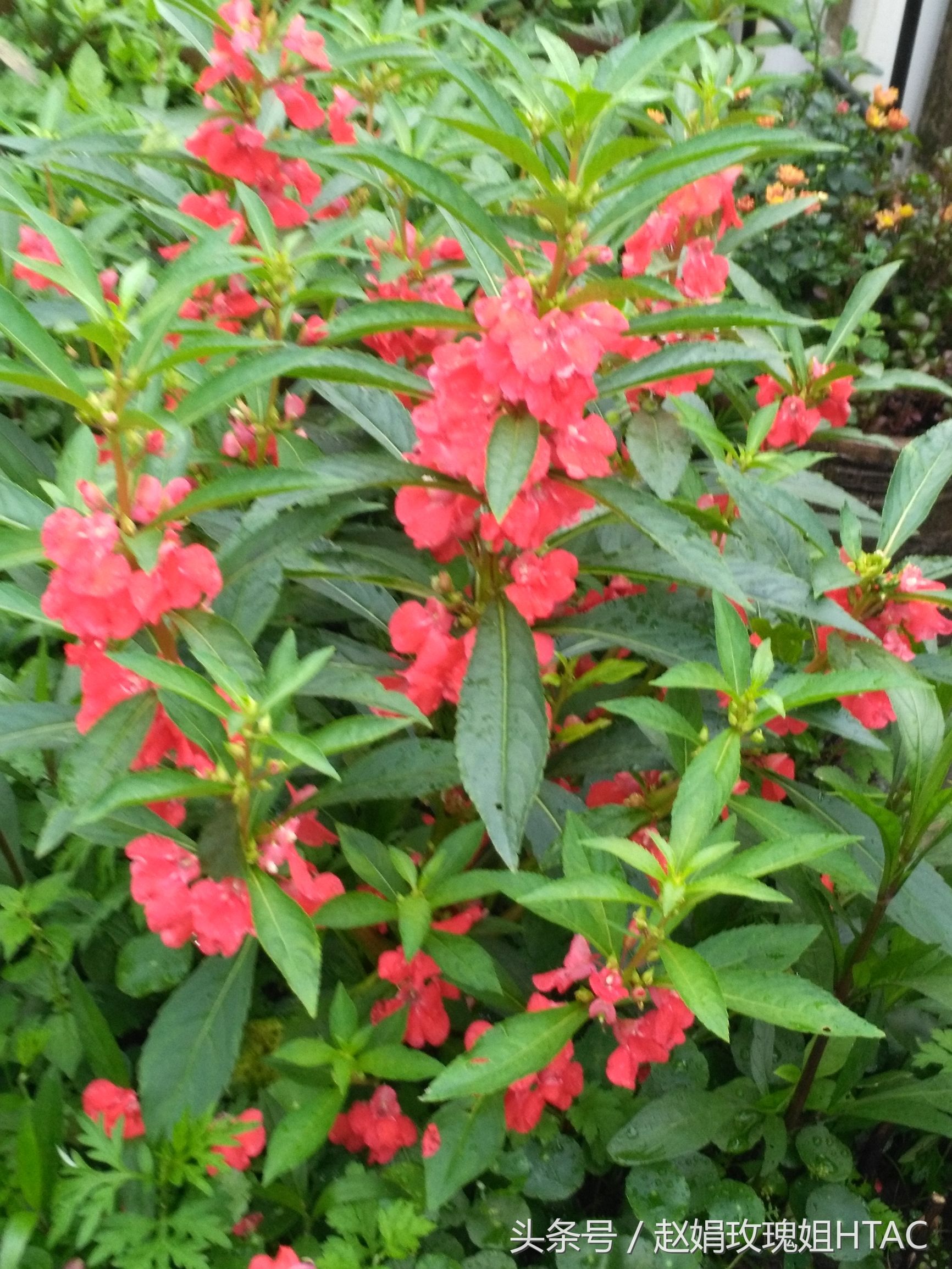 花草间,美甲绿色植物