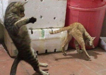 猫咪哪有那么多坏心思,猫咪的那些可爱行为