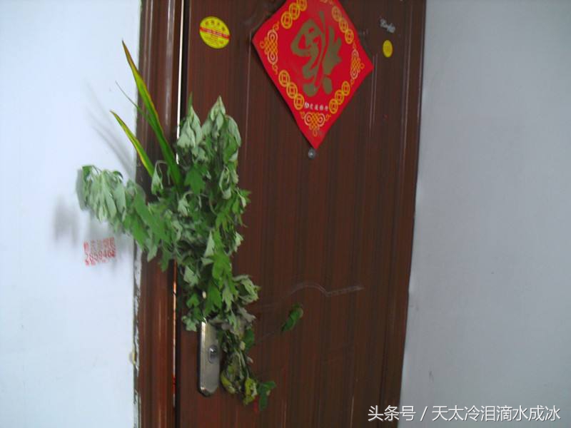 家里养上盆栽艾草，夏季没蚊虫咬，又美观又能养生，简直是赚到了