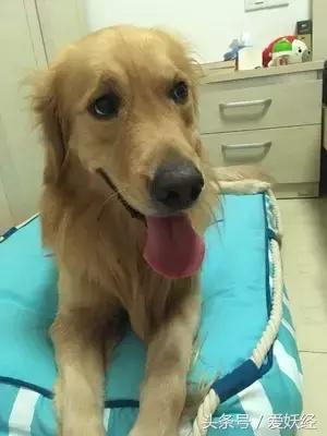 狗狗水床,爱妖经