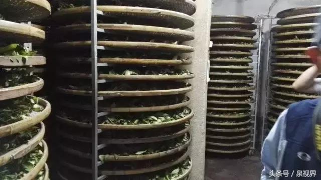 漳平水仙寻茶,永春特级老枞水仙价格