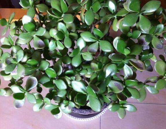 这五种家居植物千万别放在家里,小心皮肤过敏,双眼失明!