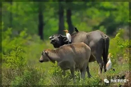 关于我和牛的那些事