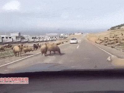 足坛那些燃爆全场的凌空抽射,足坛上不可思议的凌空抽射