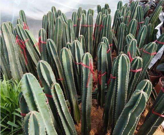 这十种植物千万别养,这5种植物不宜养在家中