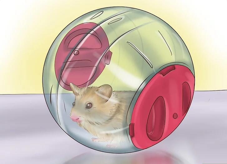 怎么跟仓鼠在笼外互动,如何和笼养鸟玩耍