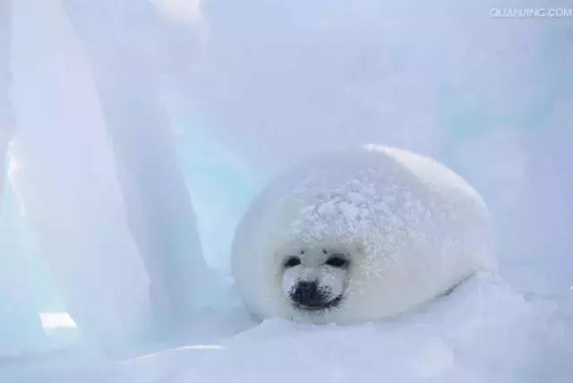 卖萌简直不能忍，它才是网红界NO.1