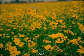 我如果爱你，绝不学攀枝的凌霄花，借你的高枝炫耀自己