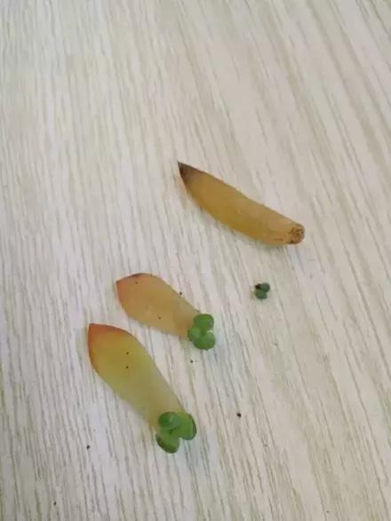 多肉化水叶片要不要摘下来,红宝石多肉掉叶子化水怎么办