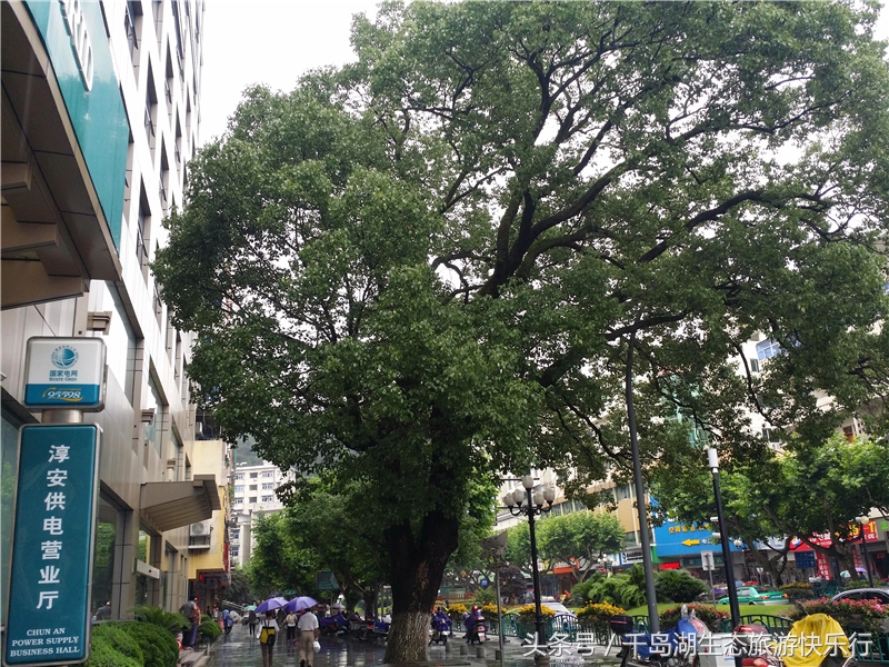 千岛湖人真有福！免费享受573km²的天然绿色游泳场（原创）