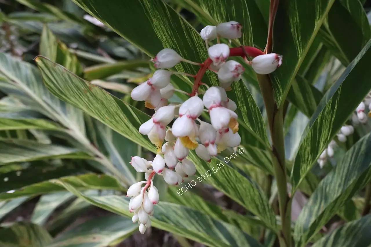 珠海赏花,现在珠海哪里赏花