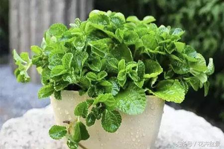 薄荷除了驱蚊还能做啥,有关薄荷的所有夏日饮品