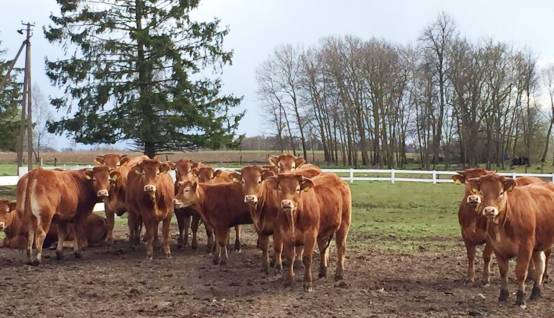 商务参赞谈一带一路丨立陶宛——一带一路上的潜力股