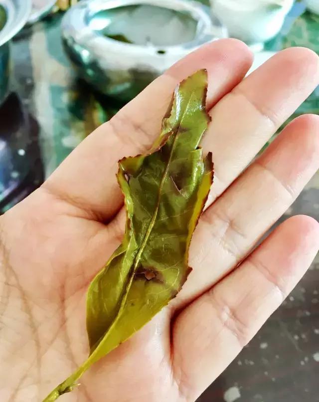 茶旅｜温润如水仙，会是你生活中的日常