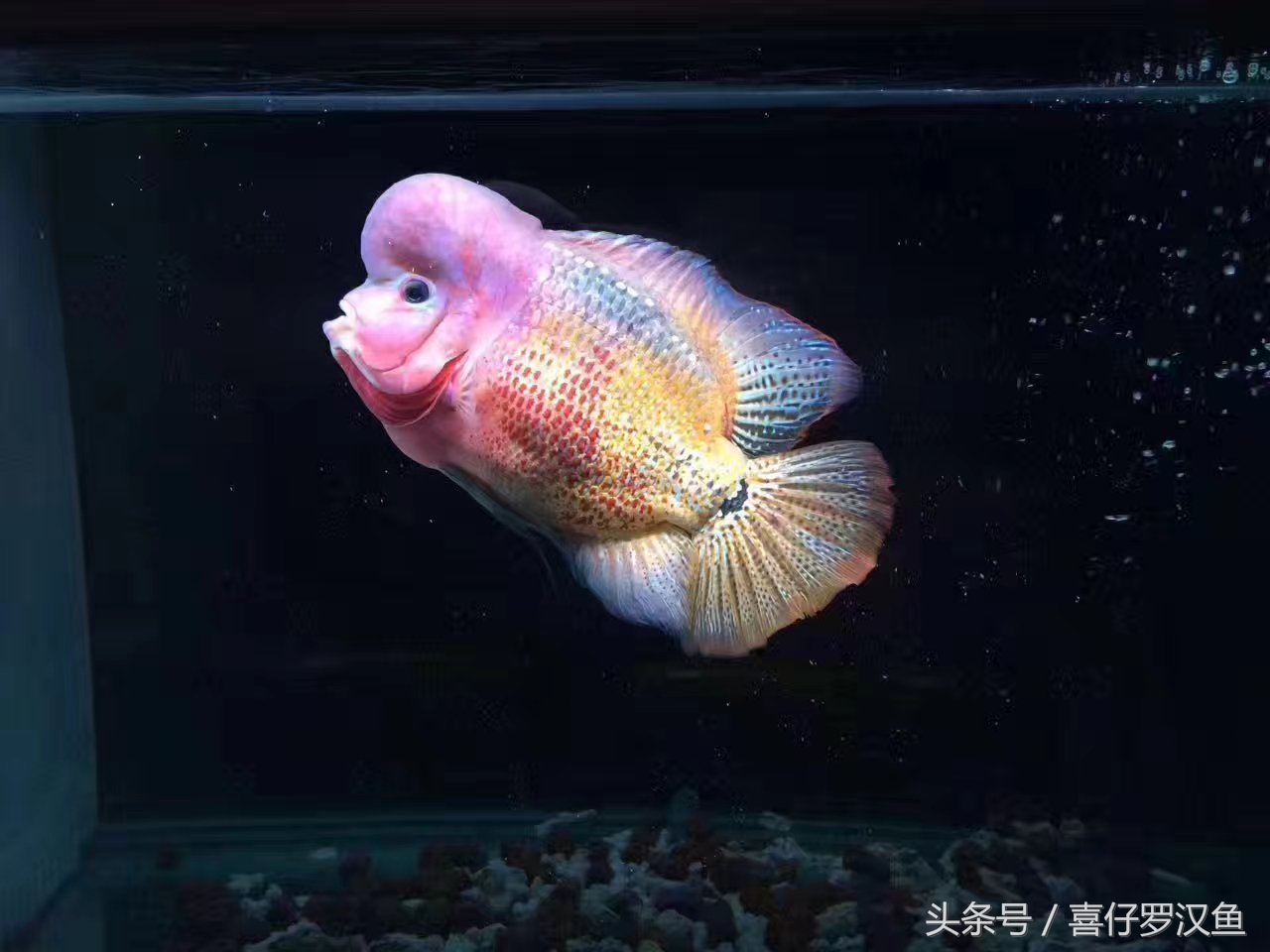 罗汉鱼有水霉病怎么办,罗汉鱼的水霉病怎么治疗