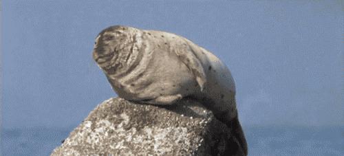 卖萌简直不能忍，它才是网红界NO.1