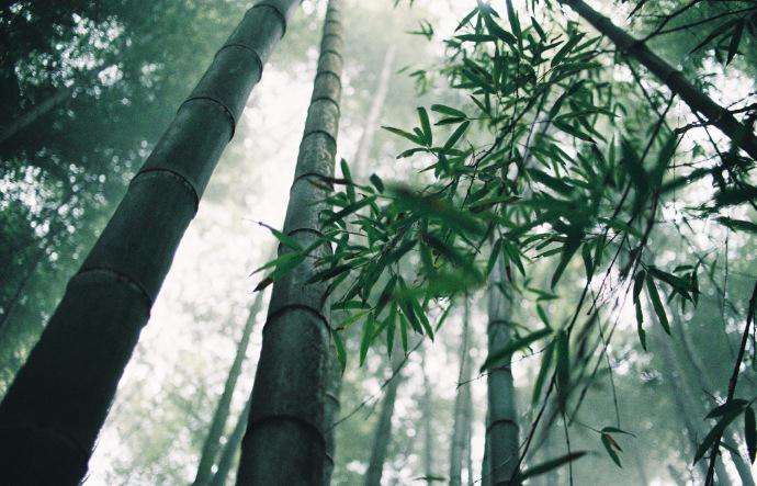 永川茶山竹海,茶山竹海重庆