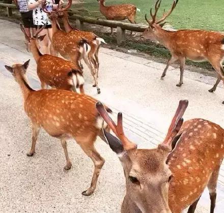 pop日本旅行攻略,日本旅行攻略超详细篇