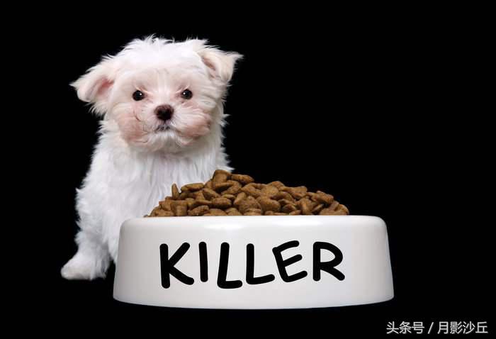 如何正确给狗狗选狗粮,如何为狗狗挑选合适的狗粮