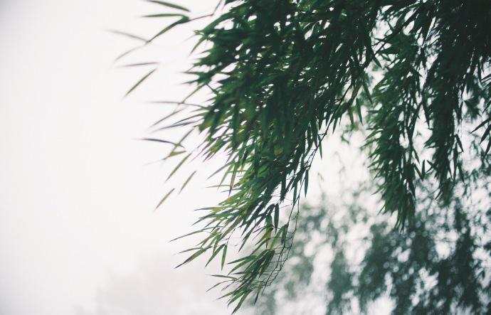 永川茶山竹海,茶山竹海重庆