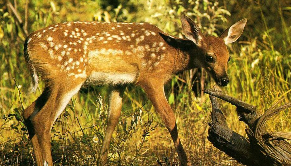 麝香真的假的区别,麝香真的会导致流产吗