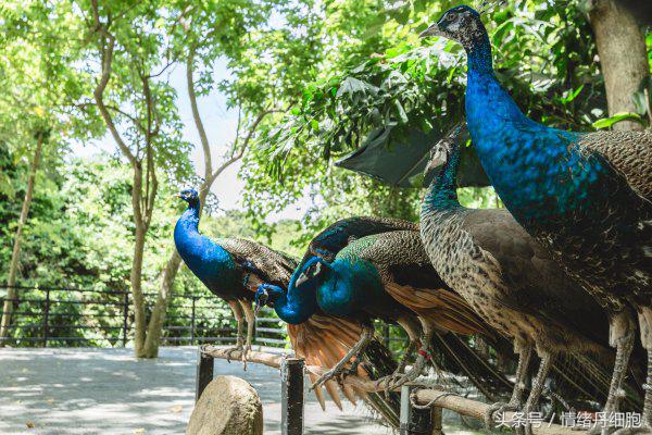 三亚美高梅度假酒店附近景点,三亚美高梅度假酒店日落