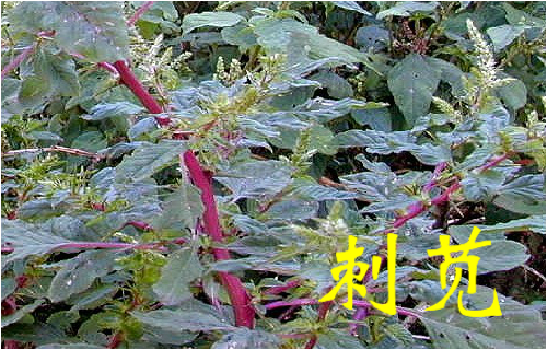 农村常见的43种中草药,农村常见却被忽略的草药