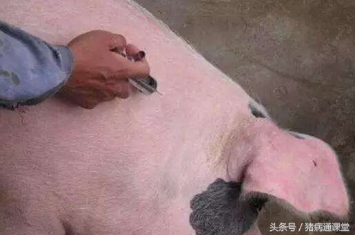 猪对青霉素过敏全身发紫怎么急救,猪青霉素过敏用什么药退烧