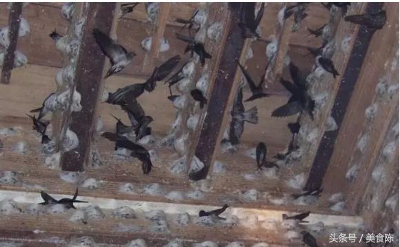 珍贵的燕窝是怎么来的,燕窝虽然珍贵但贵不过健康的自己