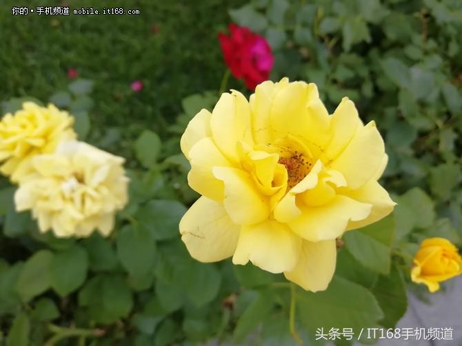 华为nova2s拍照,华为nova2s拍照怎么样