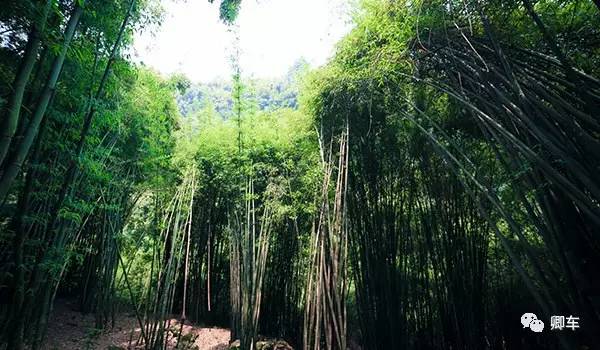 36元起！端午和陈柏霖、林依晨探索高山林海秘境，竹海漫步！