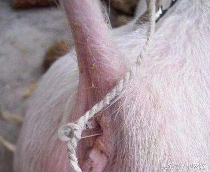 涓撴不鐚毊鑲ょ梾鐗规晥鍦熸柟,鐚毊鑲ょ孩娑︾殑鑽墿